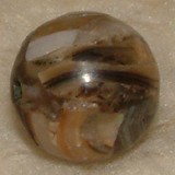 Paua Muschel, Perle